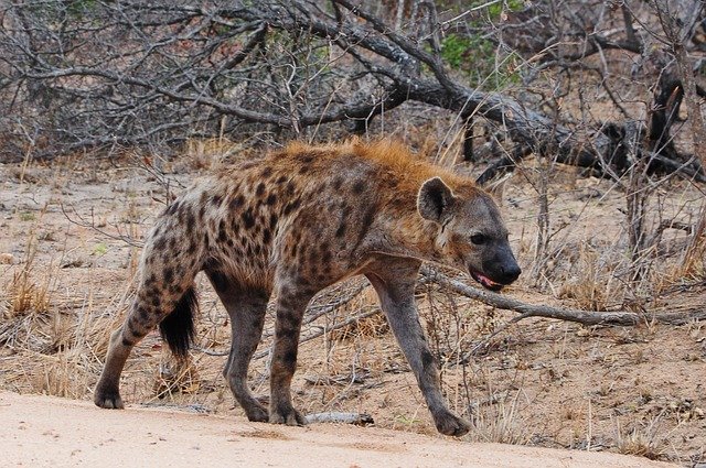 Depredadores de la Sabana Africana - Hienas