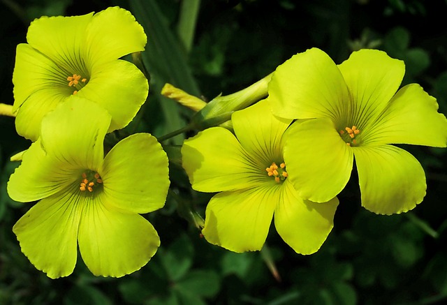 Begonia- Flores todo el año