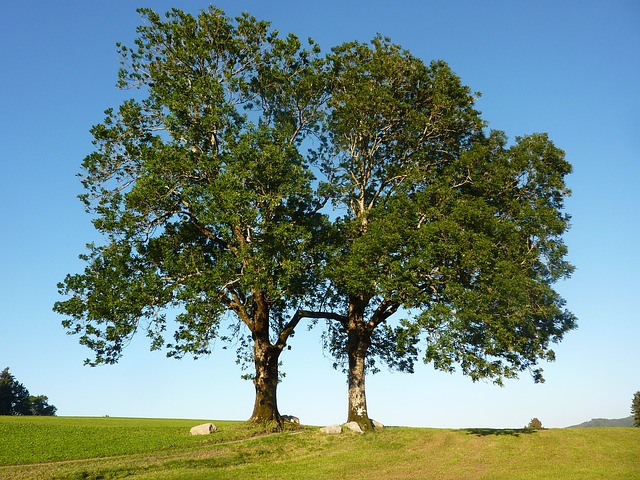 árbol sabina