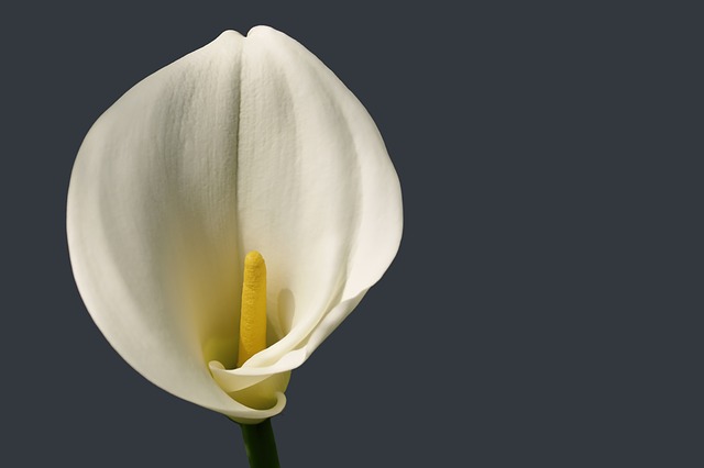flor cala de color blanco