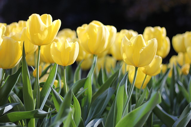 tulipanes amarillos
