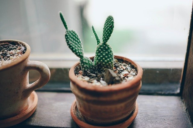 cactus pequeño