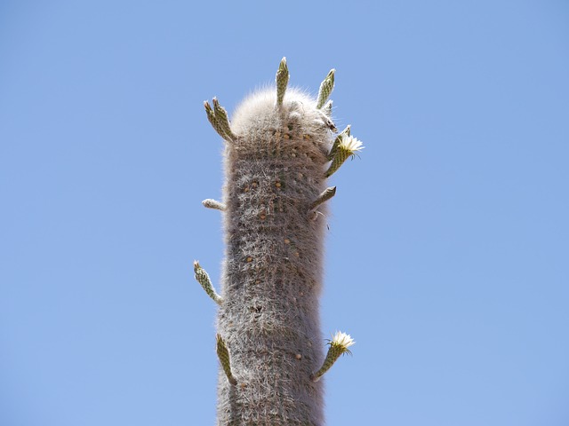 cactus cardón