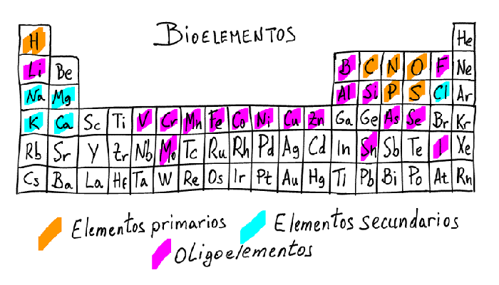 Qué son los bioelementos y su clasificación